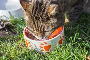 Cat food for older cats