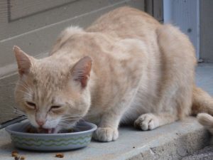 Cat Eating Arthritis food
